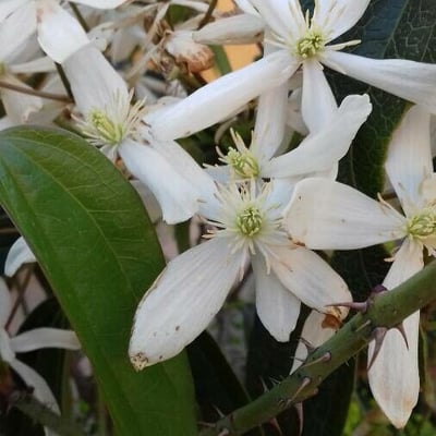 Clematis armandii — flower