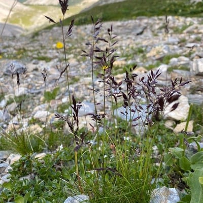 Agrostis alpina — flower