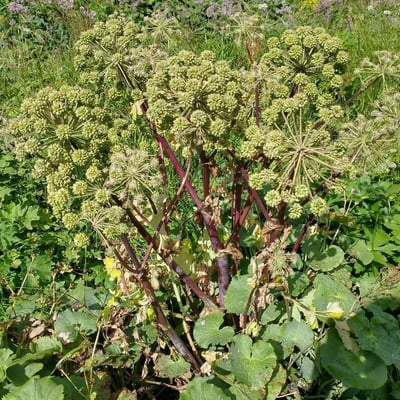 Angelica archangelica — flower