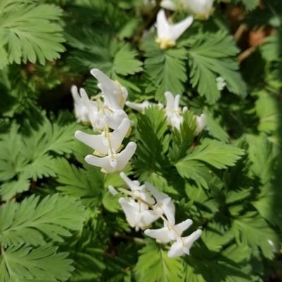 Dicentra cucullaria — flower
