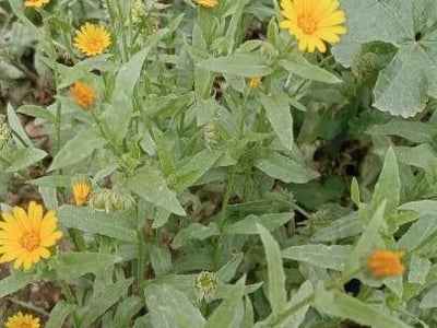 Calendula suffruticosa