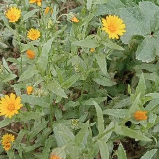 Calendula suffruticosa
