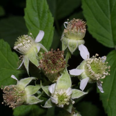 Rubus occidentalis — flower