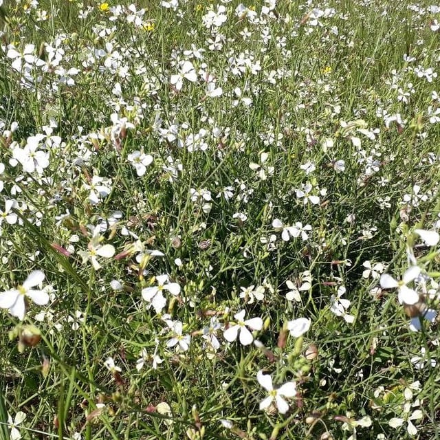 Brassica barrelieri — flower