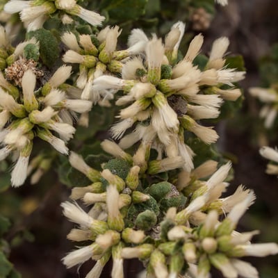 Baccharis pilularis — flower