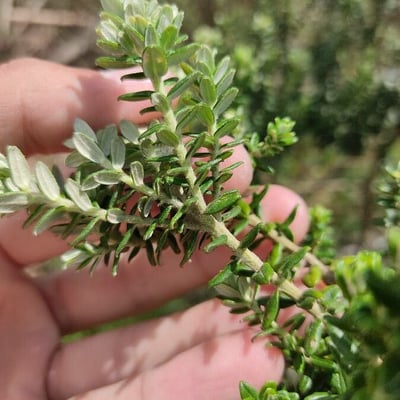 Baccharis uncinella — leaf