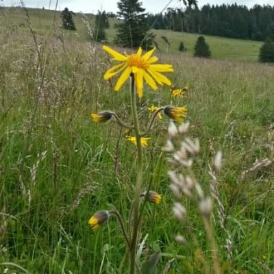 Arnica montana — flower