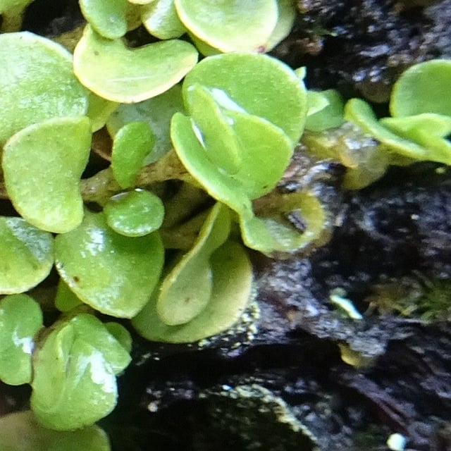 Nertera granadensis — leaf