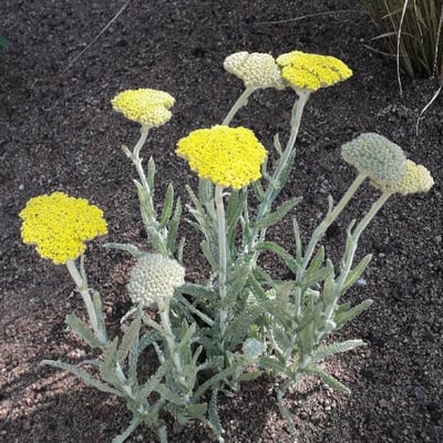 Achillea filipendulina — flower