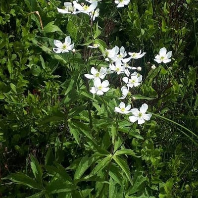 Ranunculus platanifolius — flower