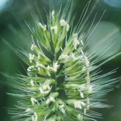 Cynosurus echinatus — flower