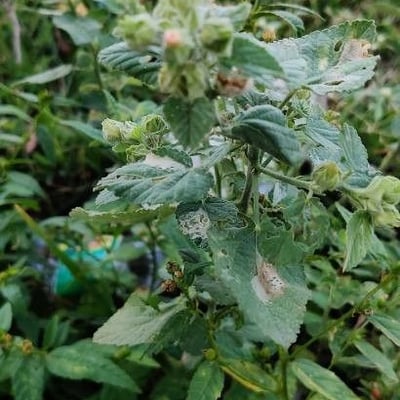 Malvastrum coromandelianum — flower