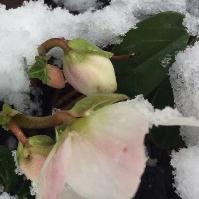 Helleborus niger — flower