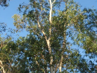 Cajaput-tree
