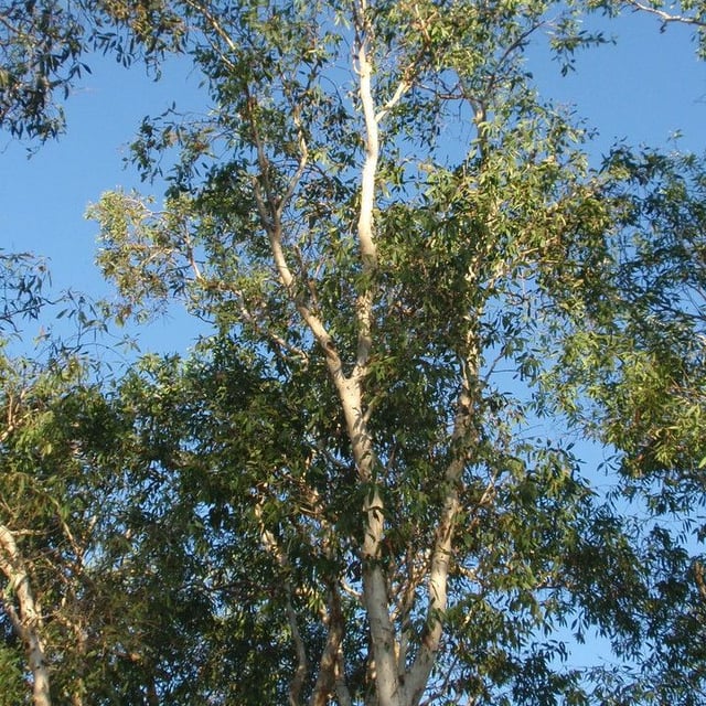 Cajaput-tree