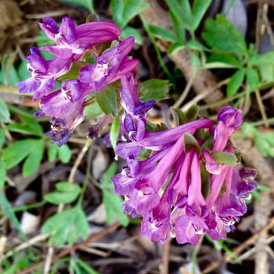 Corydalis solida — flower