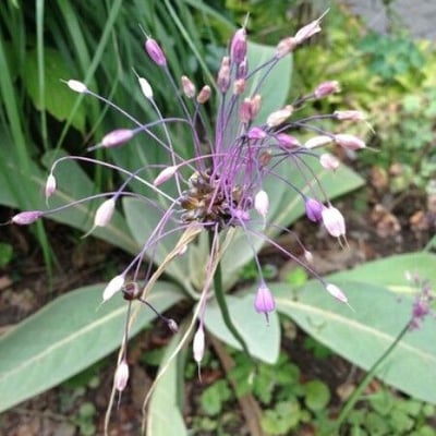 Allium carinatum — flower