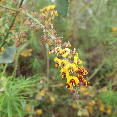 Dillwynia retorta — flower