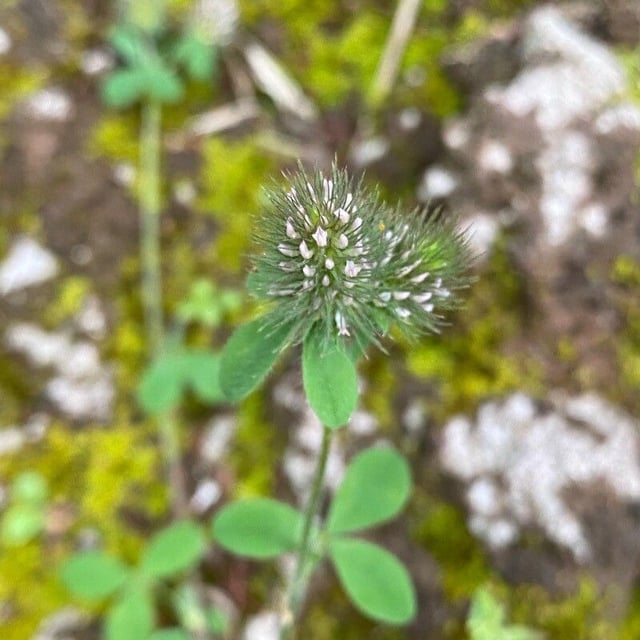 Trifolium lappaceum — flower