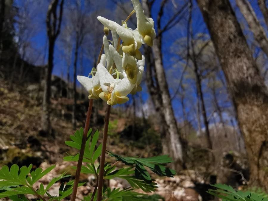 Dutchman's-breeches