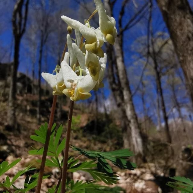 Dicentra cucullaria — flower