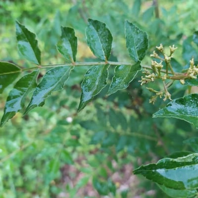 Zanthoxylum bungeanum — flower