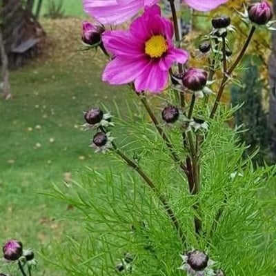 Cosmos bipinnatus — flower