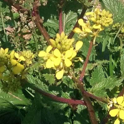 Brassica rapa — flower
