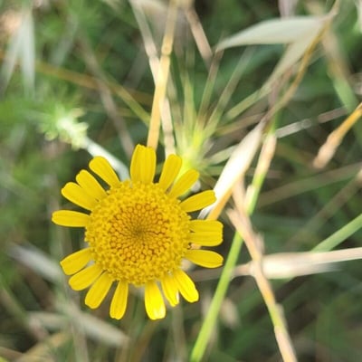 Cota tinctoria — flower