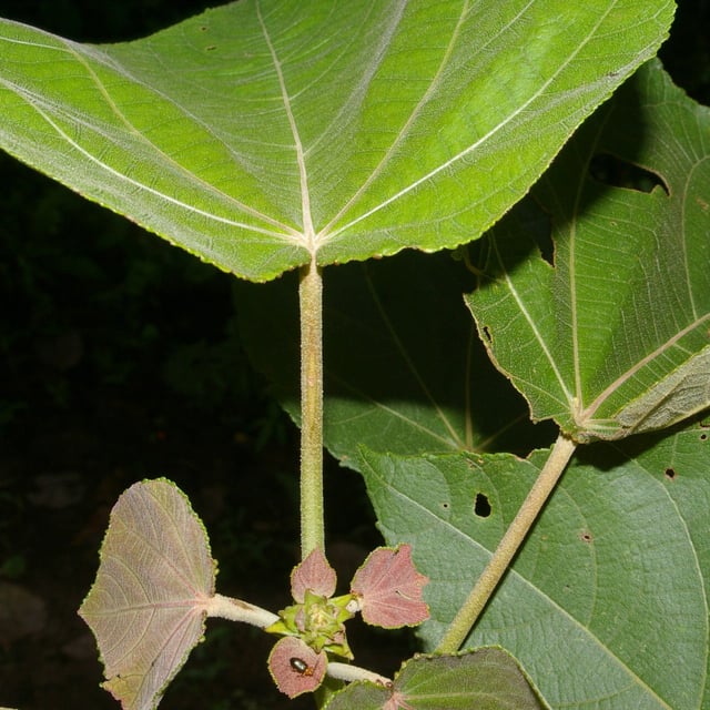 Heliocarpus americanus — flower