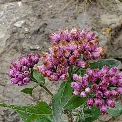 Pluchea odorata — flower