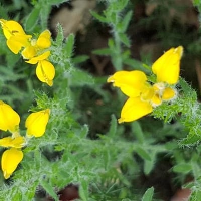 Genista hispanica — flower