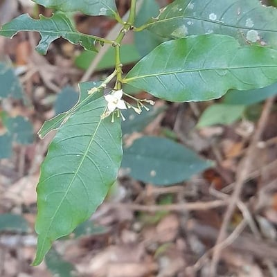 Psychotria leiocarpa — leaf