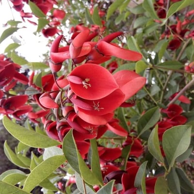 Erythrina crista-galli — flower