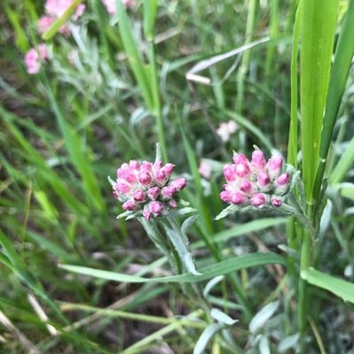 Antennaria rosea — flower