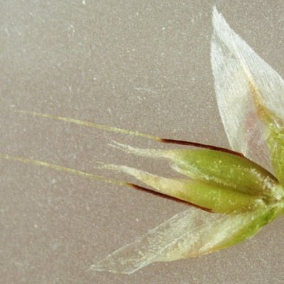 Aira praecox — flower