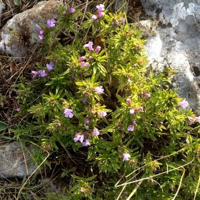 Satureja montana — flower