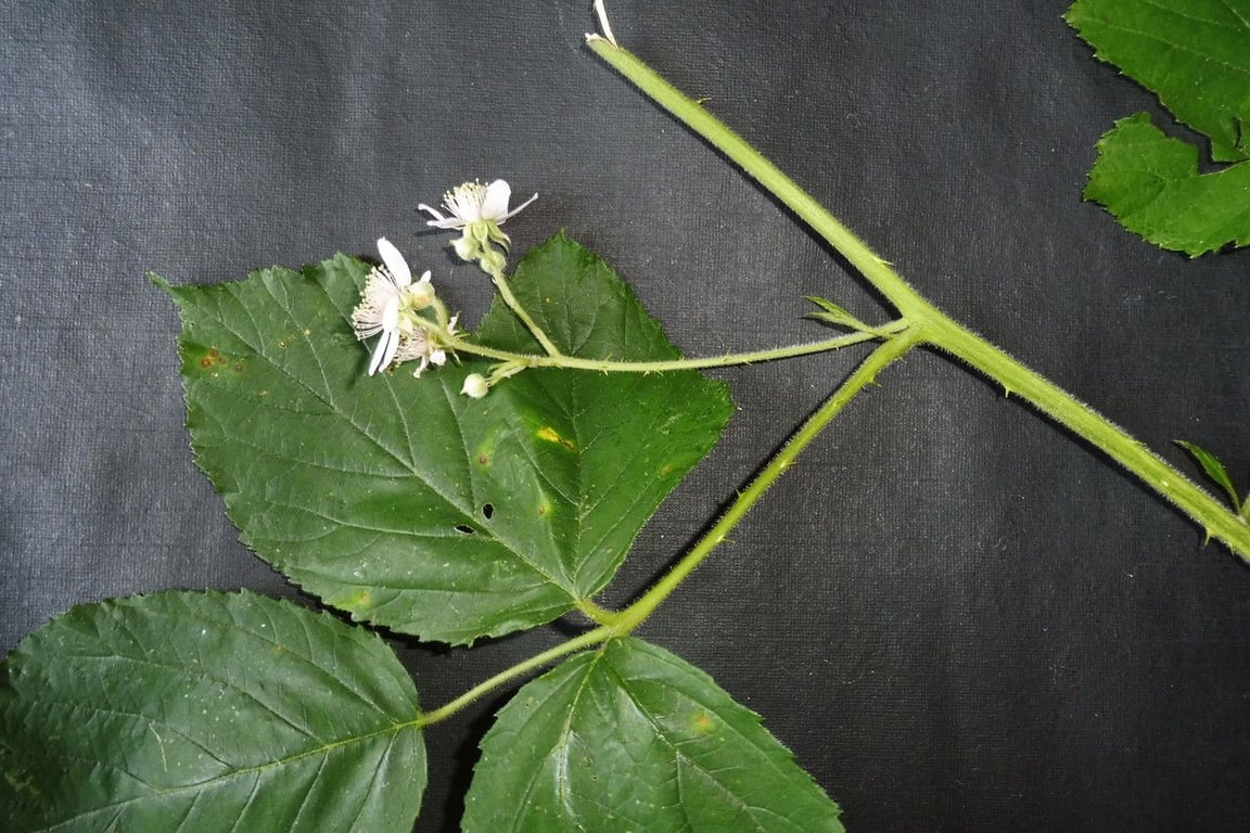 Largeleaf blackberry