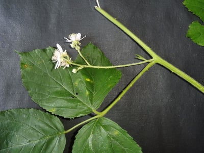 Largeleaf blackberry