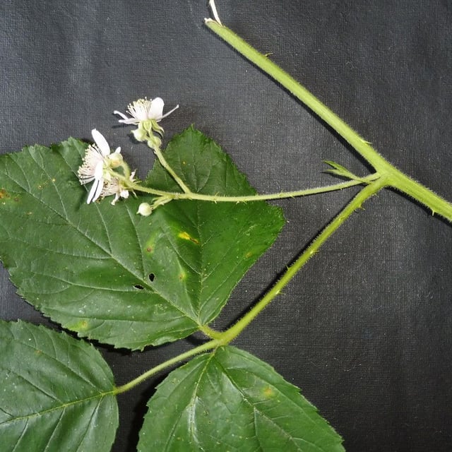 Rubus macrophyllus — flower