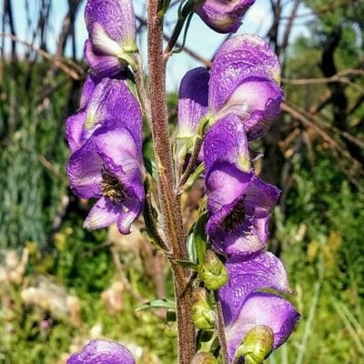Aconitum napellus — flower