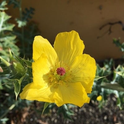 Argemone mexicana — flower