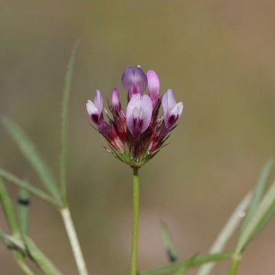 Trifolium willdenovii — flower