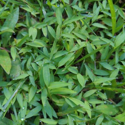 Microstegium vimineum — leaf