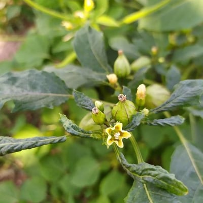 Physalis angulata — flower
