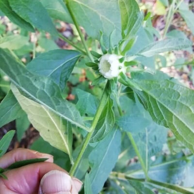 Carpesium cernuum — flower