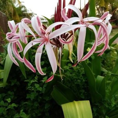 Crinum asiaticum — flower