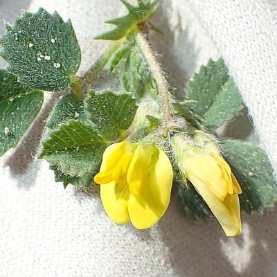 Medicago rigidula — flower