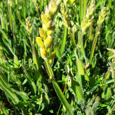 Genista sagittalis — flower