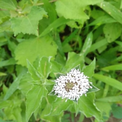 Mikania scandens — flower